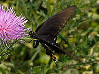 Pipevine Swallowtail