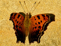 Question Mark Butterfly