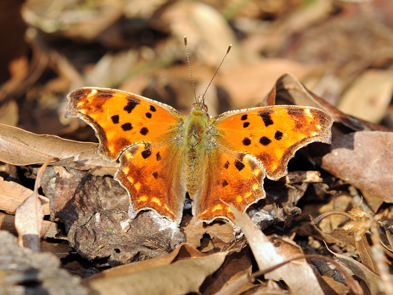 Question Mark Butterfly