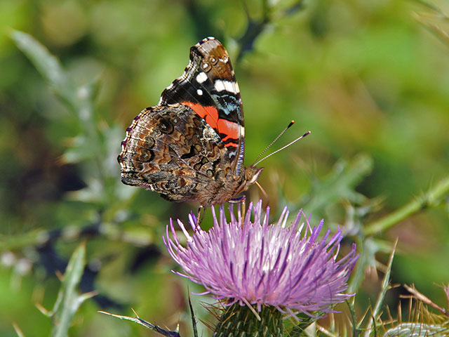 Red Admiral