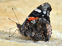 Red Admiral