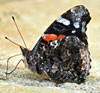 Red Admiral