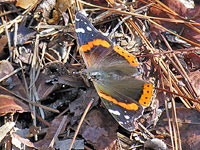 Red Admiral