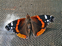 Red Admiral