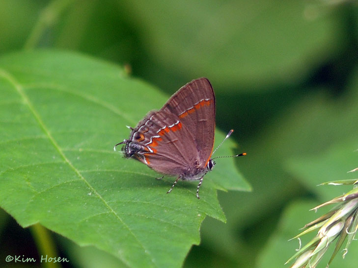 Red-banded Hairstreak