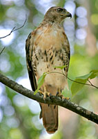 Red-tailed Hawk