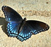 Red-spotted Purple