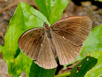 Carolina Satyr