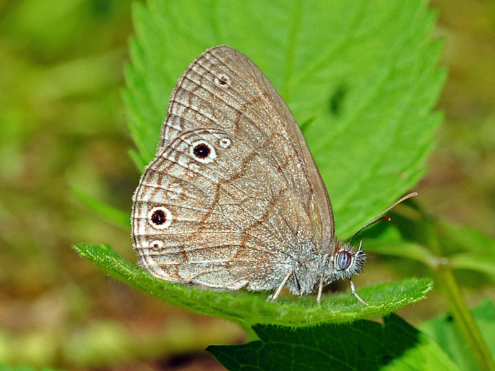 Carolina Satyr