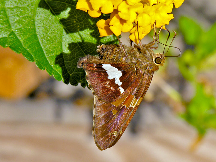 Silver Spotted Skipper