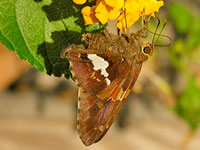 Silver-spotted Skipper