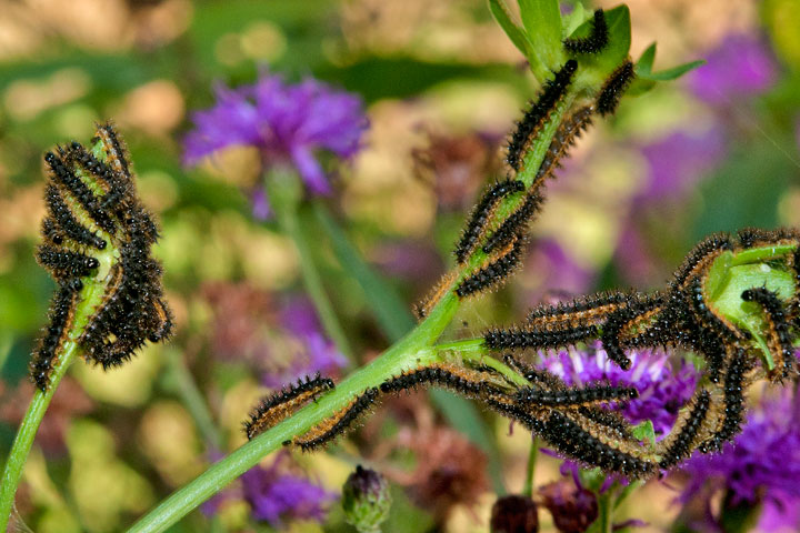 Silvery Checkerspot Caterpillars