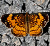 Silvery Checkerspot