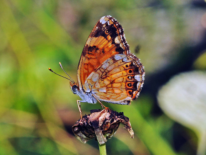 Silvery Checkerspot