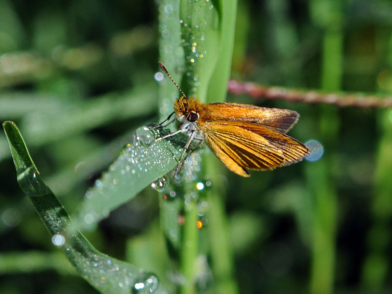 Delaware Skipper