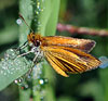 Delaware Skipper