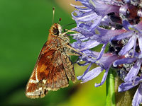 Zabulon Skipper