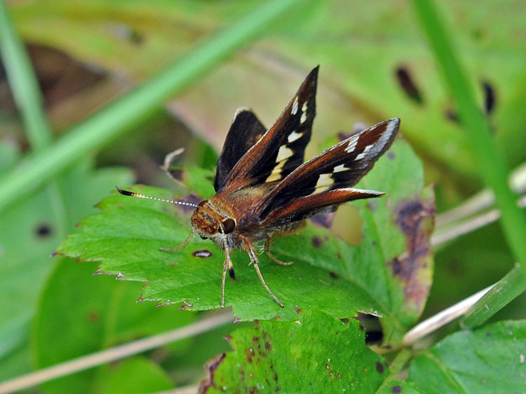 Female Zabulon Skipper