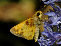 Male Zabulon Skipper