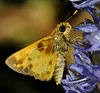 Zabulon Skipper