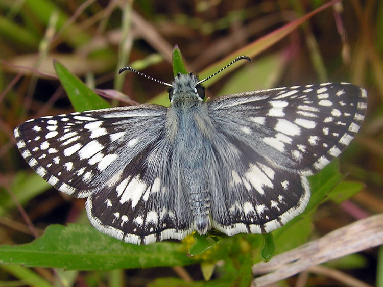 Common Checkered Skipper