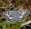 Common Checkered Skipper