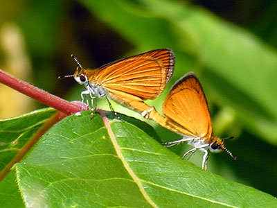 Least Skipper