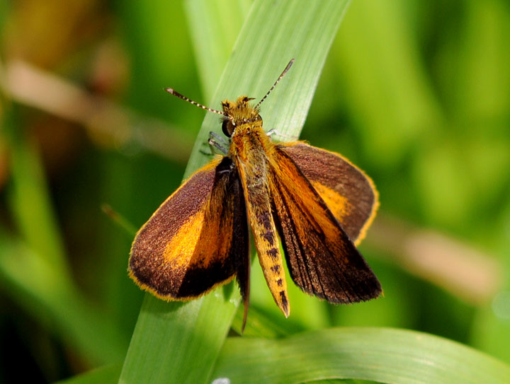 Least Skipper