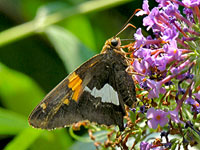 Silver Spotted Skipper