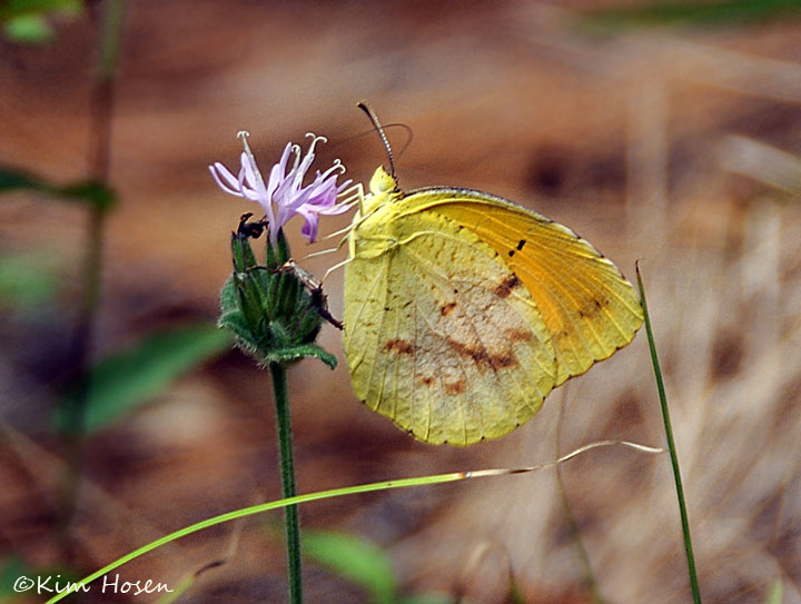 Monarch Butterfly