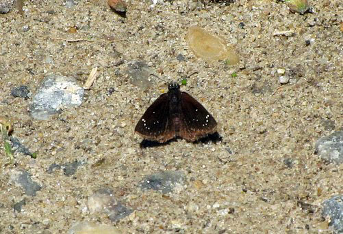 Common Sootywing