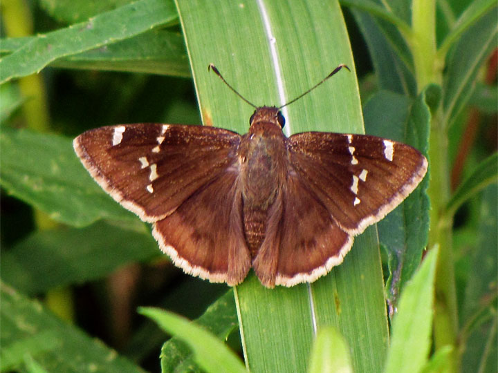 Southern Cloudywing