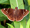 Southern Cloudywing