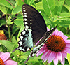 Spicebush Swallowtail