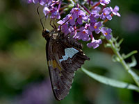 Silver-spotted Skipper