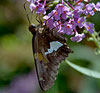 Silver-spotted Skipper