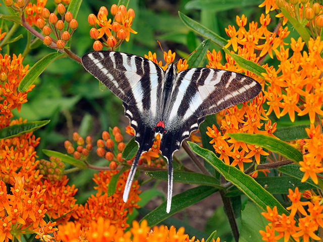 Butterfly weed