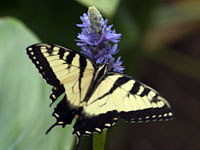 Eastern Tiger Swallowtail Butterfly