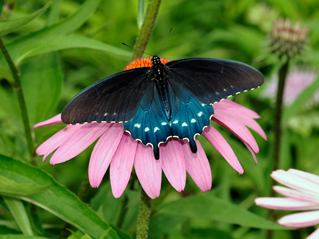 Pipevine Swallowtail