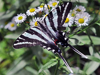 Zebra Swallowtail