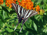Zebra Swallowtail