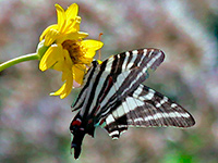Zebra Swallowtail
