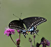 Black Swallowtail