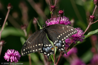 Black Swallowtail