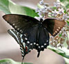 Pipevine Swallowtail