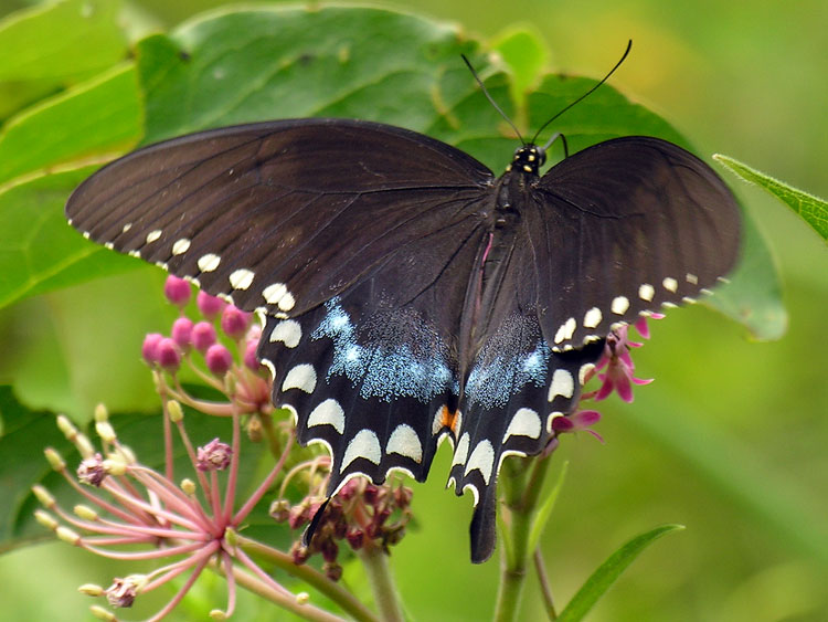Spicebush Swallowtail