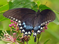 Spicebush Swallowtail