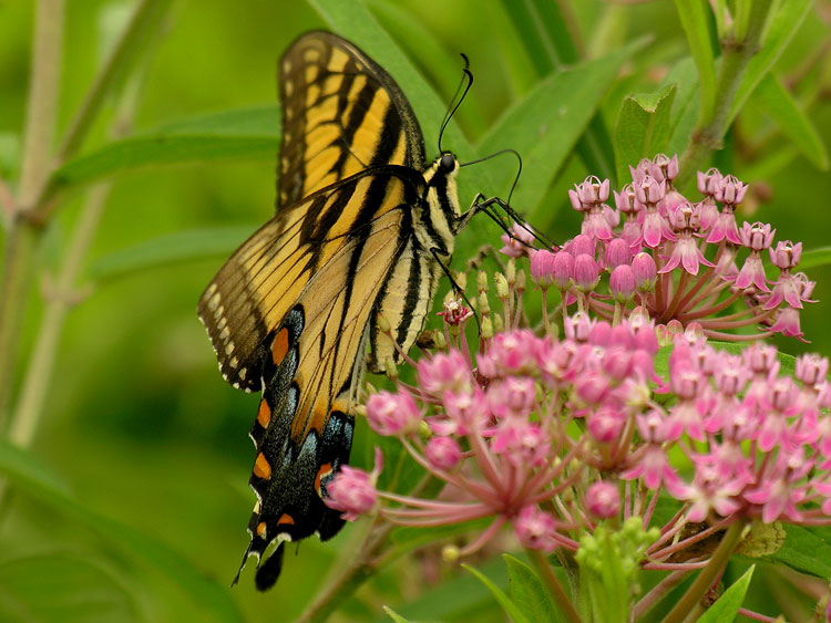 Tiger Swallowtail Butterfly