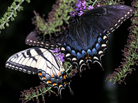 Tiger Swallowtail Butterfly