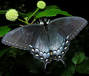 Eastern Tiger Swallowtail